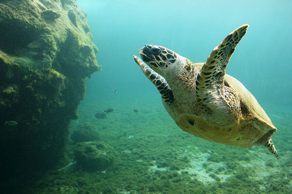 Michaelmas-Cay-Image-of-Sea-Turtle.jpg