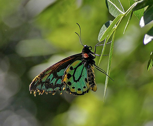 Richmond-birdwing-butterfly.jpg