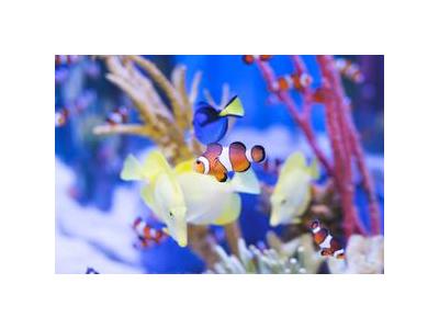 a1-aquarium-world-image-1.jpg